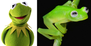 Illustration for article titled Newly discovered frog species looks a lot like Kermit the Frog